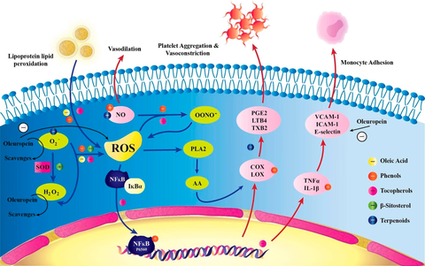 A Comprehensive Review on the Anti-Cancer Effects of Oleuropein