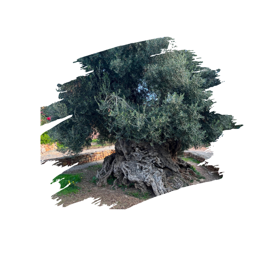 Olive Tree