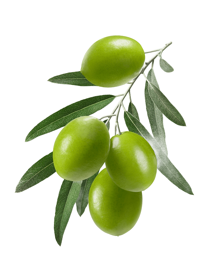 Olive Image
