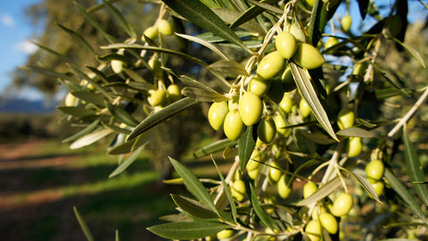 Koroneiki Olives: The Gold Standard of Greek Olive Oil