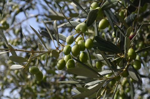 Single-Origin vs Blended Olive Oil: What’s Better?