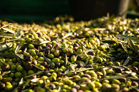 The Science Behind High Phenolic Olive Oil: Why Polyphenols Matter