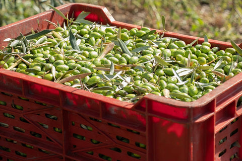 How Olive Oil Is Traditionally Produced in Greece