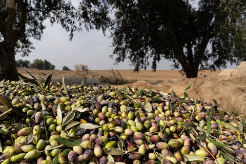 Harvest Season Diary: What’s Happening in the O-Liv Grove Now