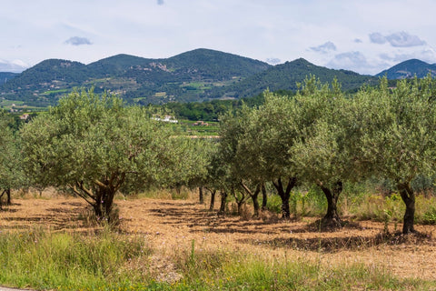 Meet the Farm: The Journey of O-Liv Olives from Grove to Bottle