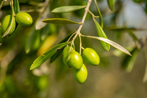 Why O-Liv Chooses Early-Harvest Olives (and What That Means for Quality)