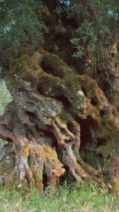 High Phenolic Olive Oil From Greece