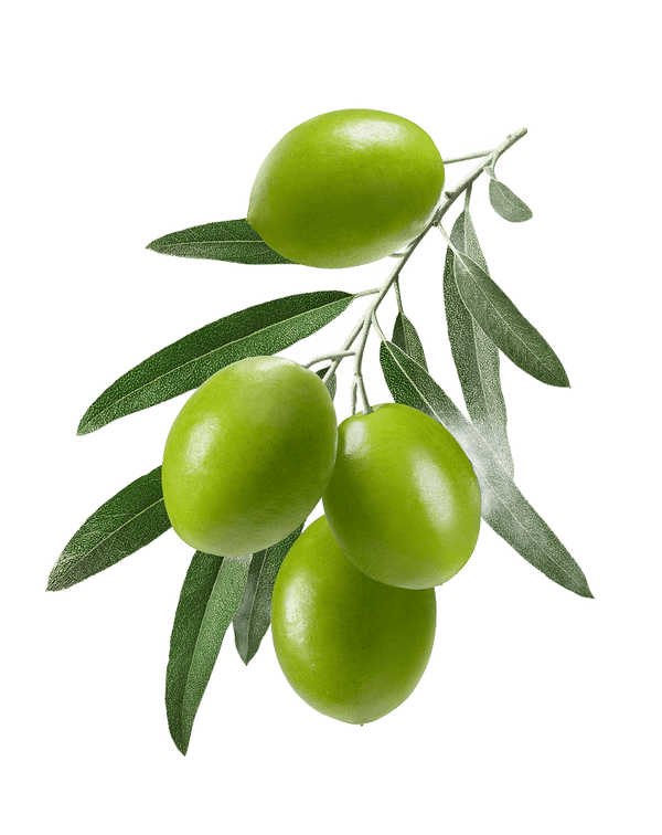 Olive Image