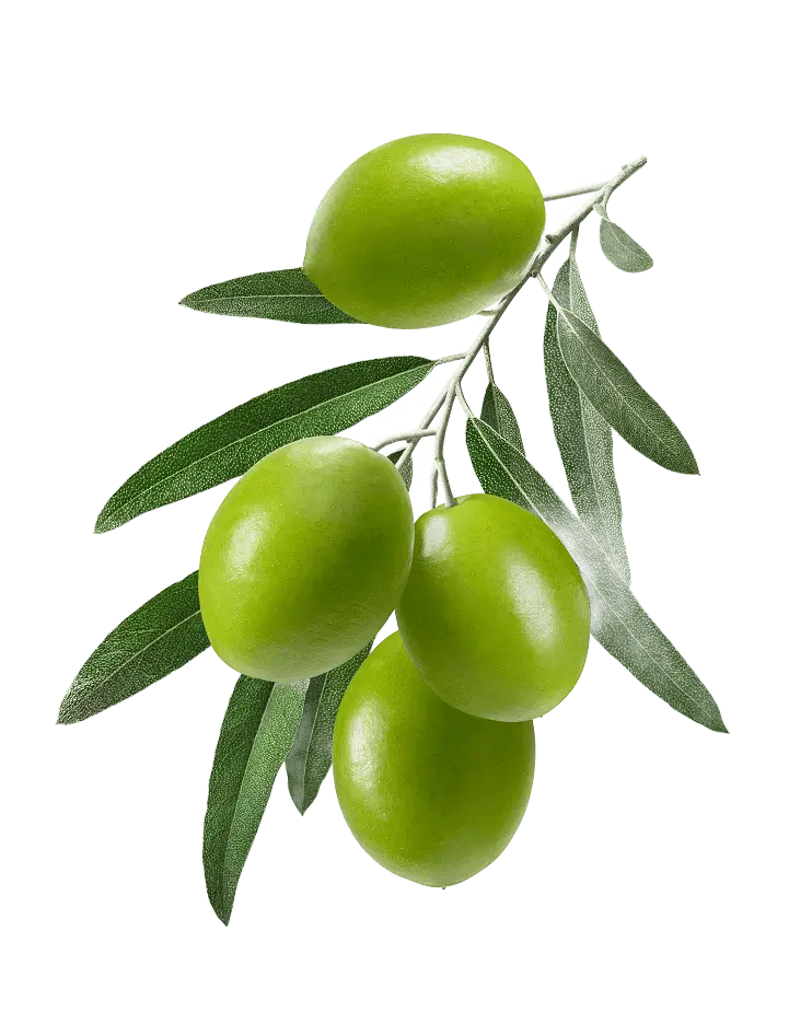 Olive Image