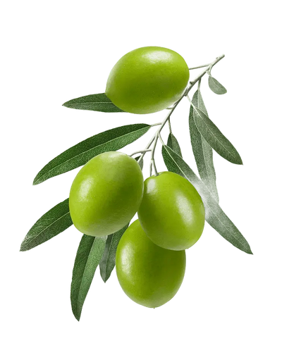 Olive Image